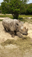 Naklejka premium An old white rhinoceros in the zoo walks and eats grass and hay