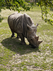 An old white rhinoceros in the zoo walks and eats grass and hay