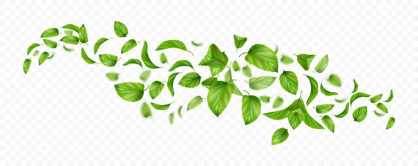 Fresh leaves falling and flying in air, isolated spiral or whirlwind with leafages and twigs of mint. Vector wind realistic effect with greenery of mentha herb. Vortex and swirls of peppermint