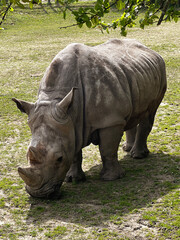 An old white rhinoceros in the zoo walks and eats grass and hay