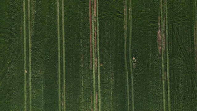 Top view of farmland with parallel tracks from vehicle tires visible.