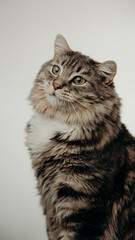 Cat with collar sits against white backdrop