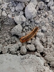 Brown large hairy caterpillar on the background of black soil. Insects and wildlife.