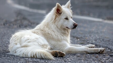 Obraz premium A white canine peacefully resting by the roadside