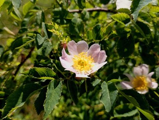 A gentle flower of a rose hip on the prickly branches of a bush. The texture of a flowering rose bush. Medicinal plants during flowering