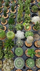 Little cactus in thai garden