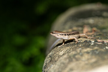 Fototapeta premium Common skink (Sphenomorphus) basking on a sunlit rock