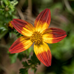 Close-up of a vibrant Dahlia coccinea flower blossoming in lush grass