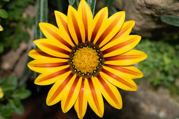 Close-up of a blooming Harsh gazania flower in a garden