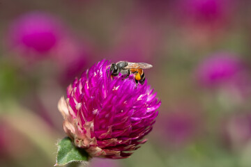 Close-up of a bee on pink flower