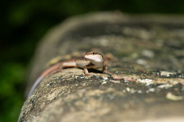 Common skink (Sphenomorphus) basking on a sunlit rock