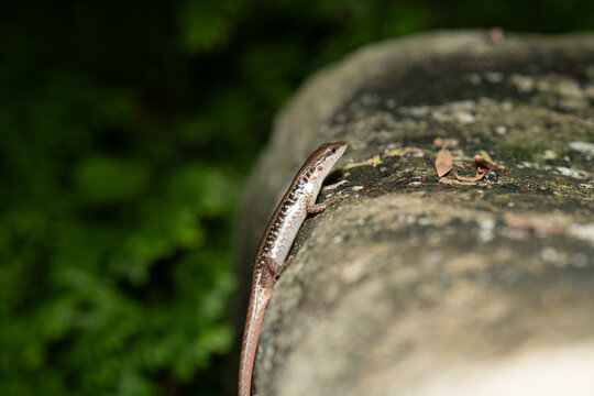 Common skink (Sphenomorphus) basking on a sunlit rock