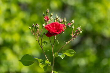 Red rose flower blooming with green foliage background