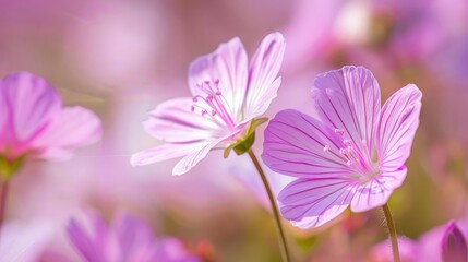 Obraz premium Close up of beautiful flower of a wild plant