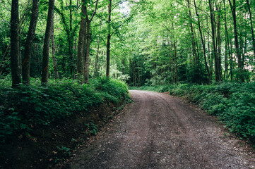 Fototapeta premium Panoramic view on a dirt road through a natural forest park