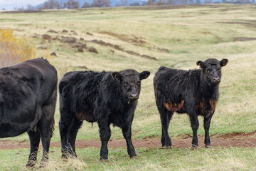 Flock of cows on a California ranch near Oroville