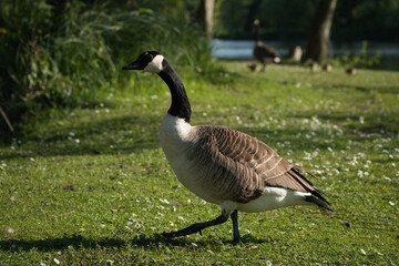 Closeup of a goose on green grass in a park in Renipont, Belgium