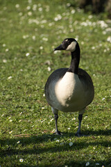 Obraz premium Closeup of a goose on green grass in a park in Renipont, Belgium