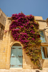 Traditional Maltese house lining narrow streets in silent city Mdina, adorned with colorful doors and flowers, capturing the essence of local architecture and culture. Malta travel destination.