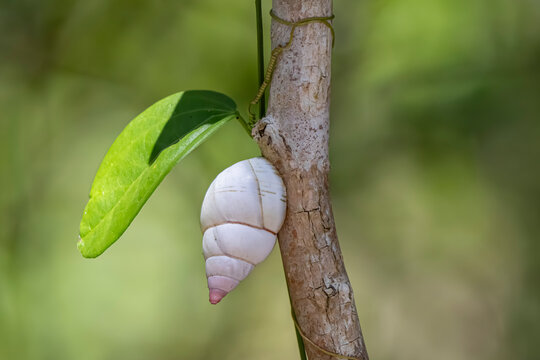 Closeup of a Liguus fasciatus on a branch