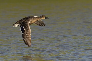 Duck descend gracefully onto water in sunlight