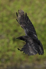 Carrion Crow bird soaring over a lush green meadow near trees