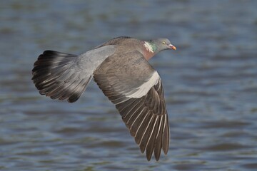 Fototapeta premium Wood Pigeon soars over water on a sunny day