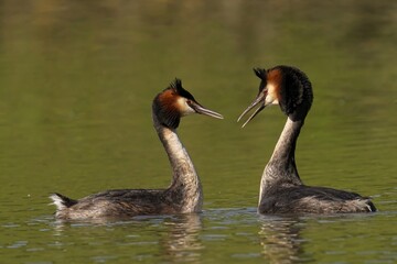 Great Crested Grebe perched on a pond with background of aquatic plants