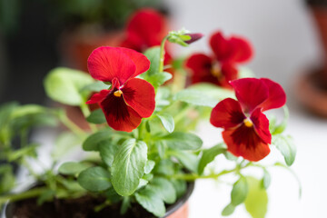 Viola tricolor Heartsease flower with red petals. macro view, shallow depth of field, selective focus.