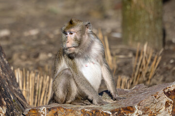 Monkey perched on a stamp gazing sideways