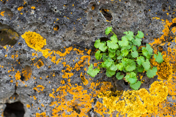 Plant growing on a rock surface with orange and black lichen