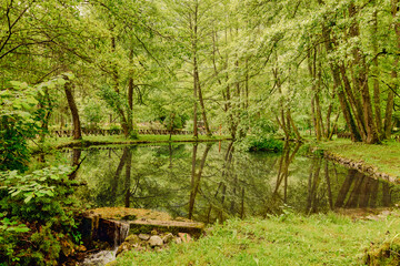 Serene creek with lush greenery and tree reflections.