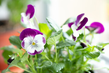 Viola tricolor Heartsease flower with violet white petals. macro view, shallow depth of field,...