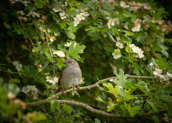 Closeup of a Dunnock perched on an apple tree