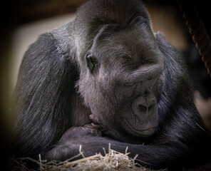 Lowland gorilla mother and baby relaxing on grass at the zoo