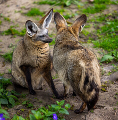 Fox relaxing on grass at the zoo
