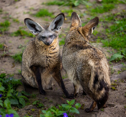 Fox relaxing on grass at the zoo