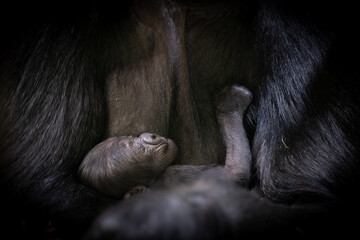 Lowland gorilla mother and baby relaxing on grass at the zoo