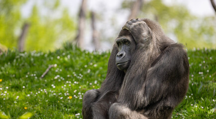 Lowland gorilla relaxing on grass at the zoo