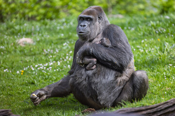 Lowland gorilla mother and baby relaxing on grass at the zoo