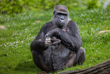 Lowland gorilla mother and baby relaxing on grass at the zoo