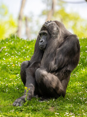 Fototapeta premium Lowland gorilla relaxing on grass at the zoo
