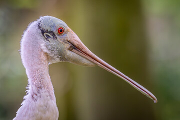 Spoonbill relaxing on grass at the zoo