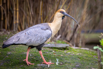 Ibis relaxing on grass at the zoo