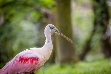 Spoonbill relaxing on grass at the zoo