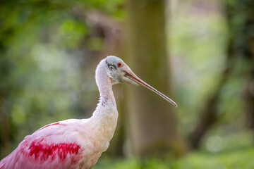 Spoonbill relaxing on grass at the zoo
