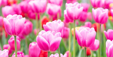 Blooming tulips pink petals. bright flowers, soft selective focus close-up macro. Blurred background. Spring nature park