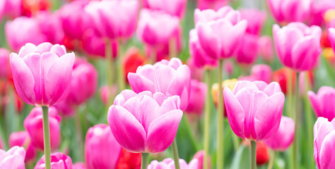 Obraz premium Blooming tulips pink petals. bright flowers, soft selective focus close-up macro. Blurred background. Spring nature park