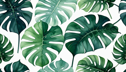 Drawing of monstera leaf on white background