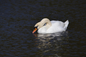 White swan swimming in a pond on a sunny day